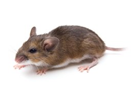 Image of Rodent Removal