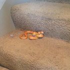 Snake on an Indoor Staircase