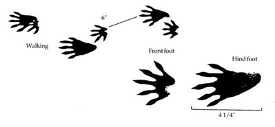 A diagram of raccoon footprints and tracks.
