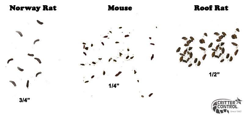 rat-vs-mouse-poop.jpg