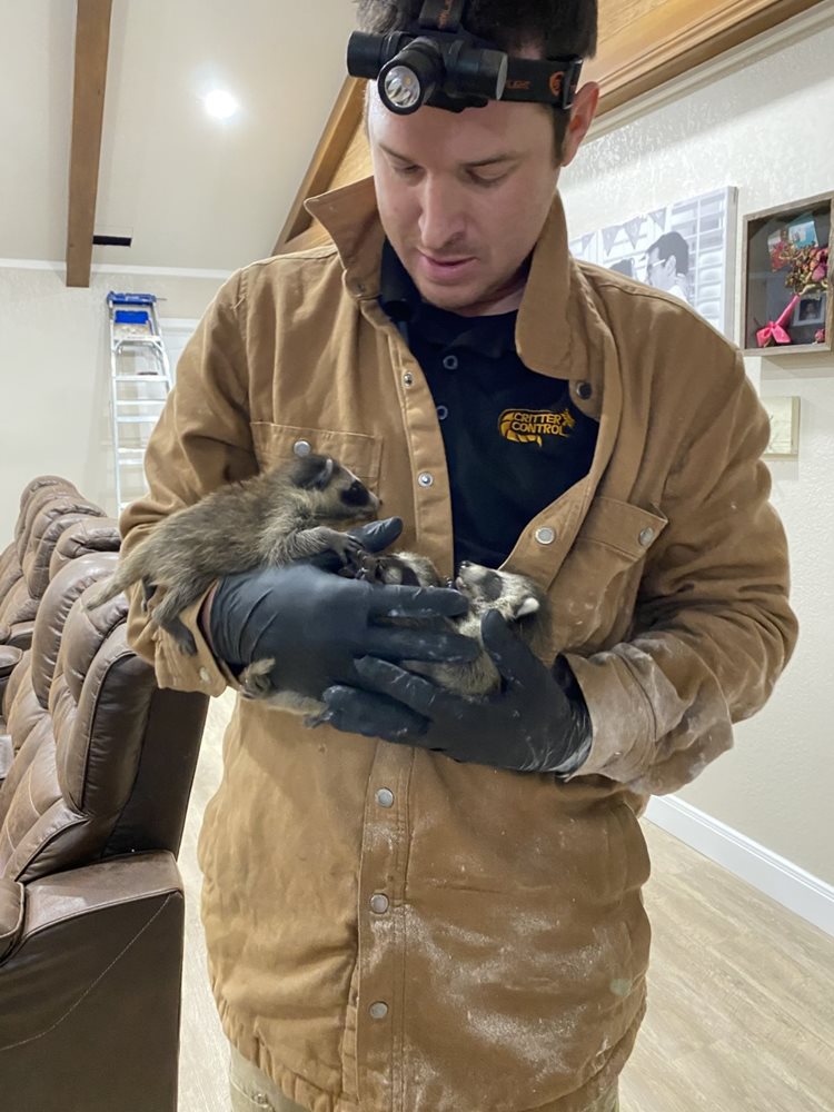 baby-raccoons-west-texas.jpg