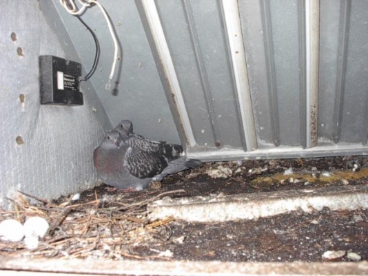 Pigeon-s-In-HVAC-system.jpg
