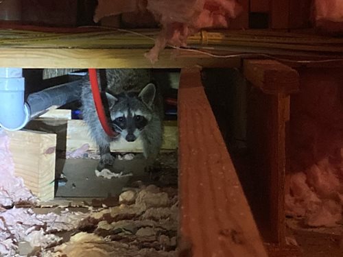 raccoon-in-attic.jpg