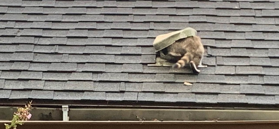 Raccoon-Roof-Vent-Hero.jpg