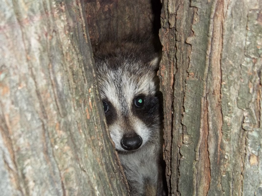 raccoon-in-tree-hollow.jpg