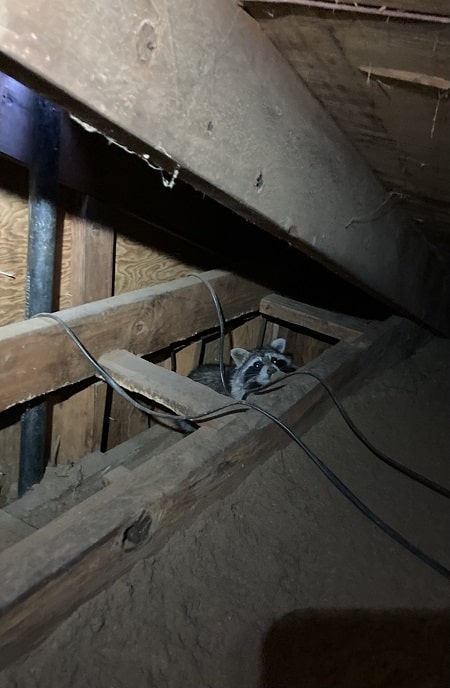 raccoon-in-attic-columbia-mo-min.jpg