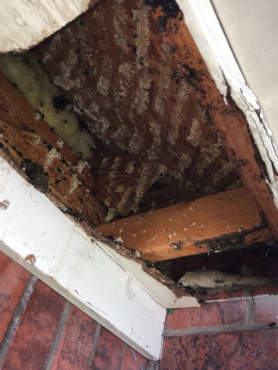 beehive in soffit removal