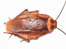 Image of Cockroaches
