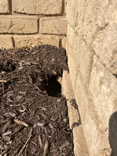 groundhog burrow under house