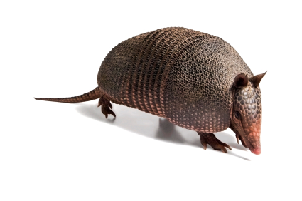 image of an armadillo