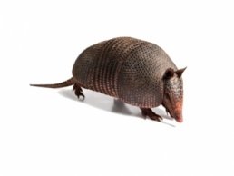 Image of Armadillo Removal