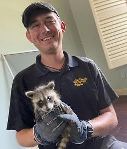 juvenile raccoon handling