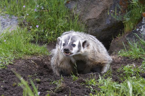 badger in the grass