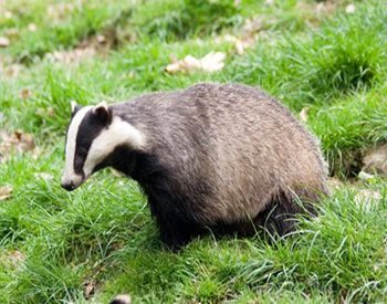 badger in a yard