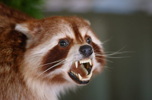 badger showing its teeth