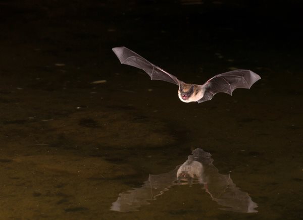 bat flying over lake at night