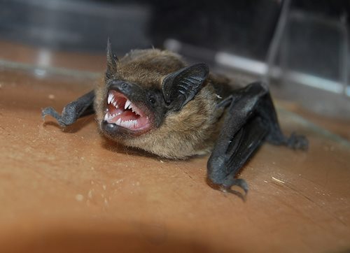 bat making vocal noises