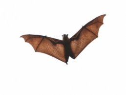 Image of Bat Removal