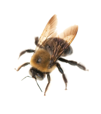 image of bee