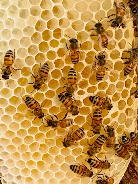 Beehive Removal on Property