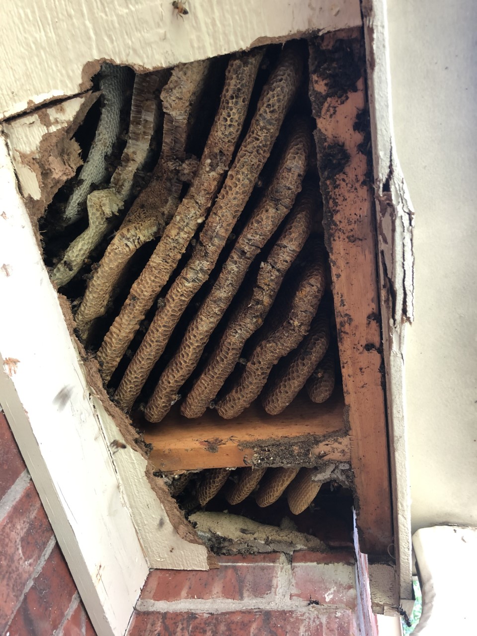 beehive in soffit