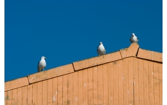 bird control