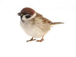 Image of a Bird