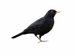 Image of Blackbirds