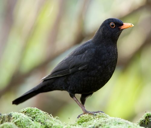 image of blackbird