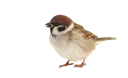 image of brown finch