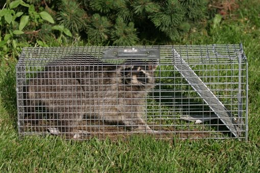 caged raccoon