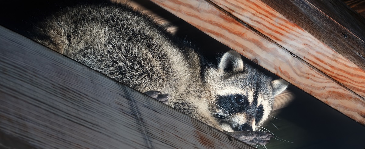 Wildlife Removal in Cummings, GA