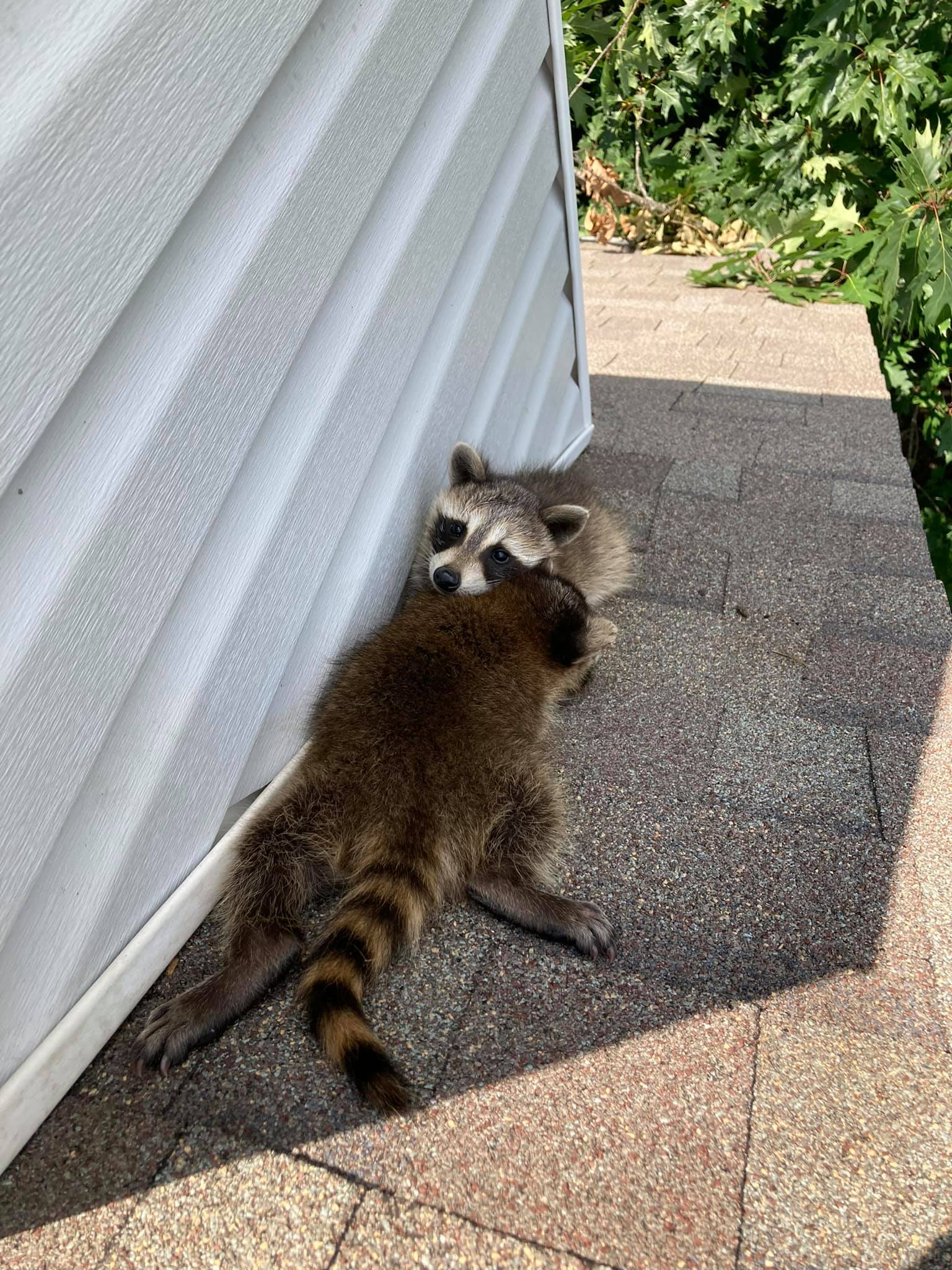 Raccoon on Roof Removal