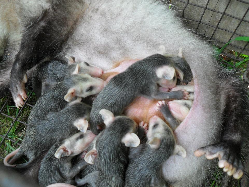 Opossum babies