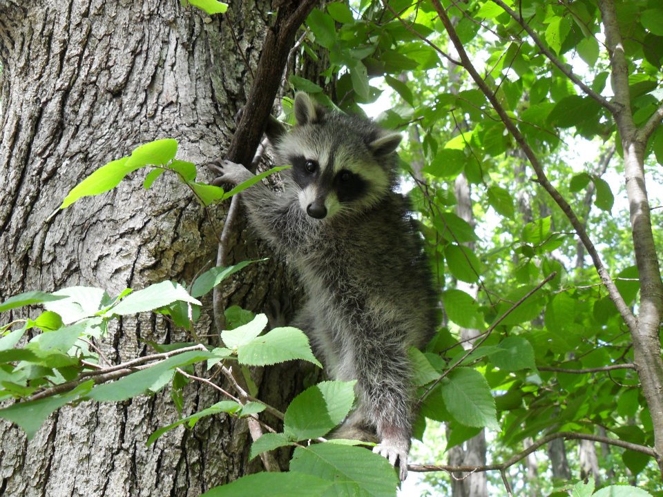 juvenile raccoon released