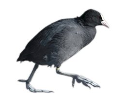 Image of Coot