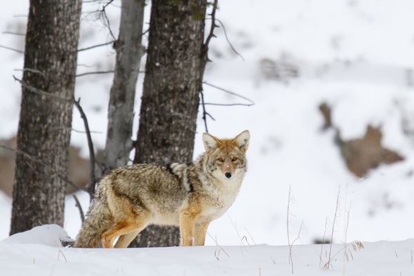 coyote in the woods