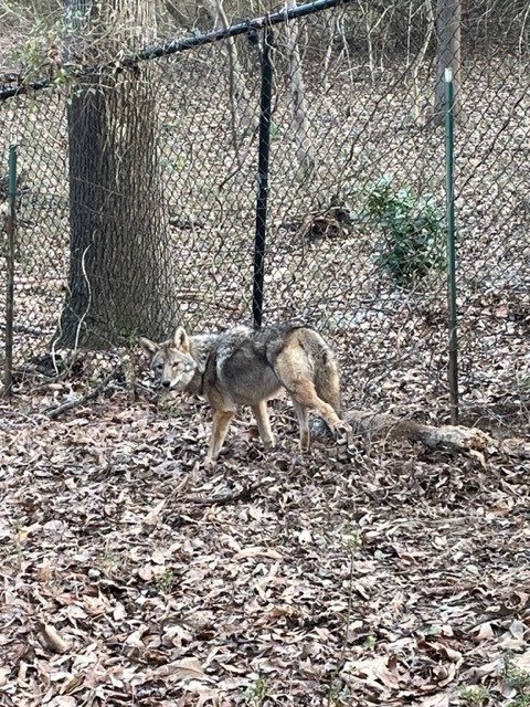 coyote in backyard in Atlanta