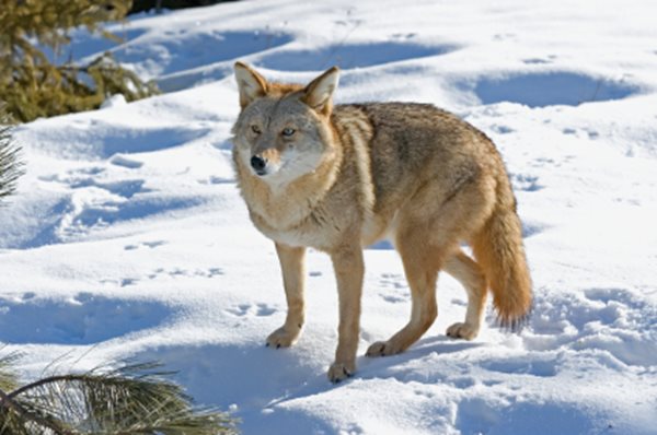 coyote in a yard