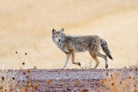 image of coyote