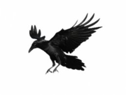 Image of Crows