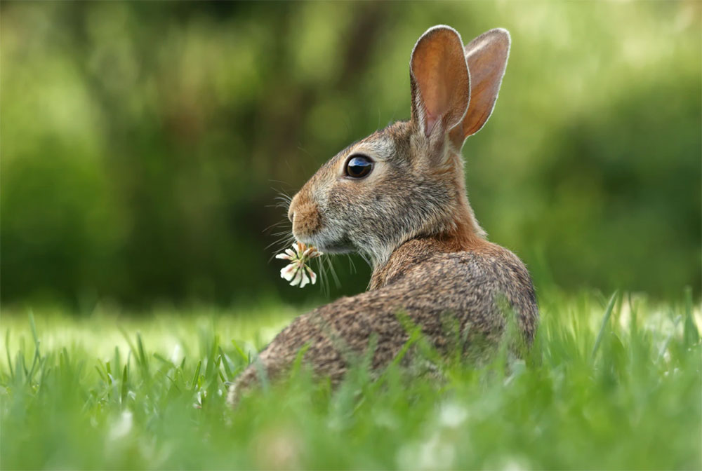 rabbit-Gary-Bendig.jpg