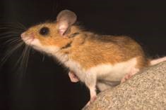 Picture of a deer mouse for identification