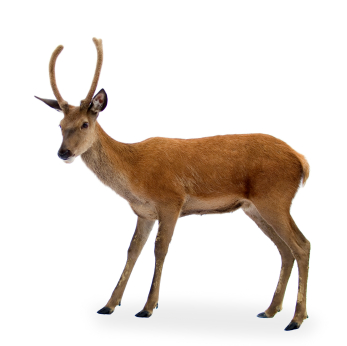 image of deer