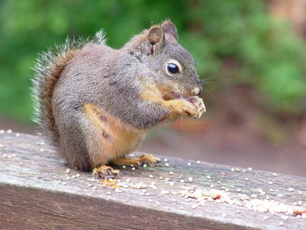 douglas squirrel eating seeds