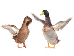 image of ducks