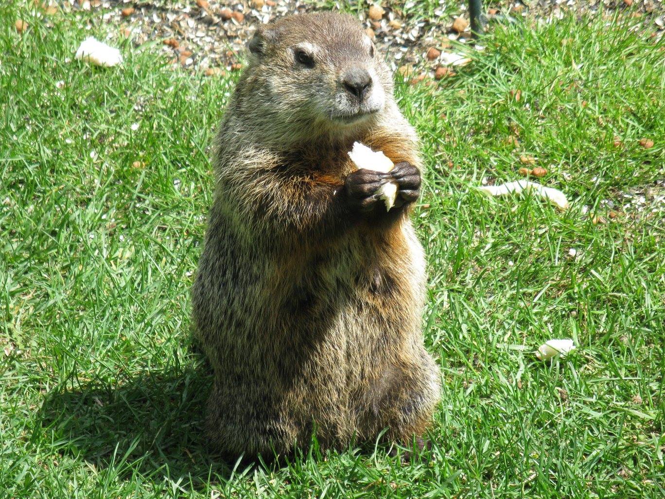 groundhog-standing-up.jpg