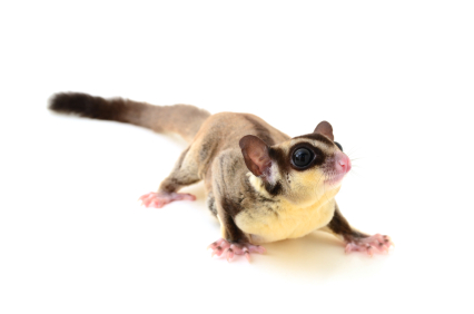 image of flying squirrel
