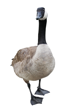 image of goose