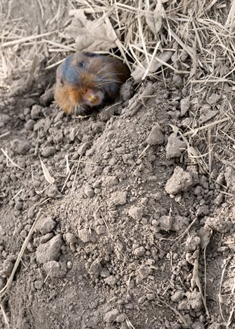 gopher in a burrow